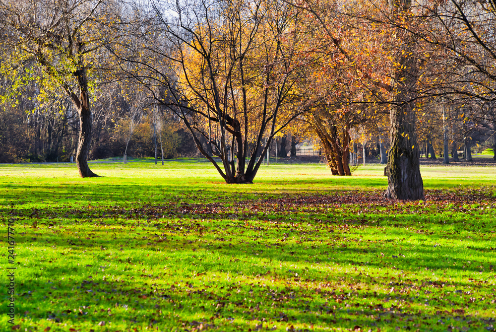 Trees in a public park on a beautiful autumnal morning