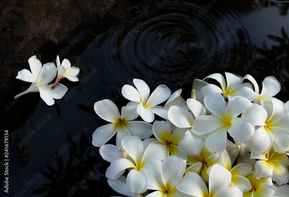 Fototapeta premium White plumeria on dark pond