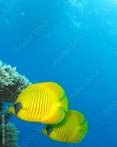 Underwater world in deep water in coral reef and plants flowers flora in blue world marine wildlife, travel nature beauty exploration in diving trip, dive. Fish, corals and sea creatures