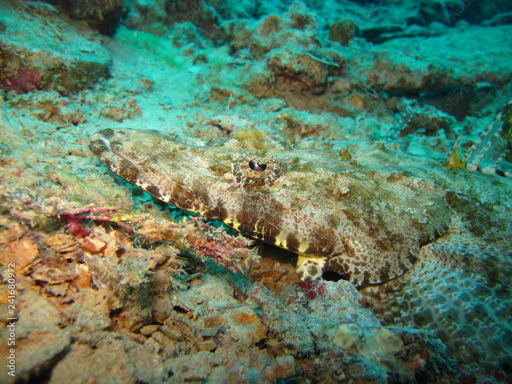Obraz premium Underwater world in deep water in coral reef and plants flowers flora in blue world marine wildlife, travel nature beauty exploration in diving trip, dive. Fish, corals and sea creatures
