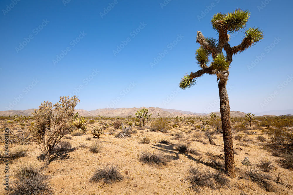 Joshua Tree National Park, California, USA.