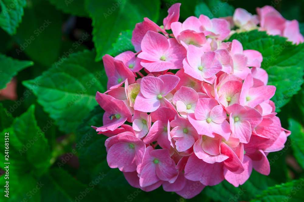 Small Pink flower in forest. Small Pink flower in forest.