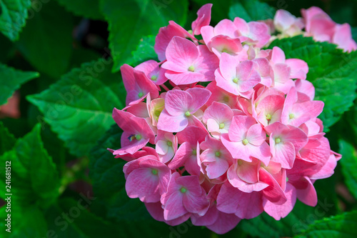 Small Pink flower in forest.