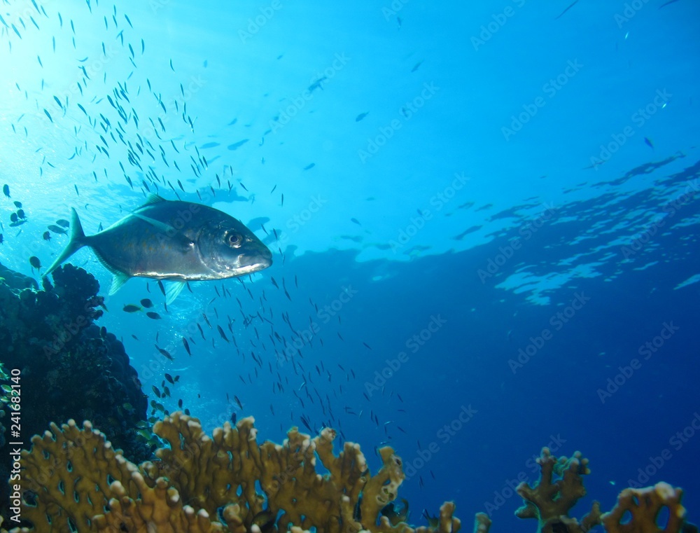 Obraz premium Underwater world in deep water in coral reef and plants flowers flora in blue world marine wildlife, travel nature beauty exploration in diving trip, dive. Fish, corals and sea creatures