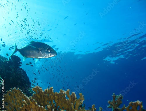 Underwater world in deep water in coral reef and plants flowers flora in blue world marine wildlife  travel nature beauty exploration in diving trip  dive. Fish  corals and sea creatures