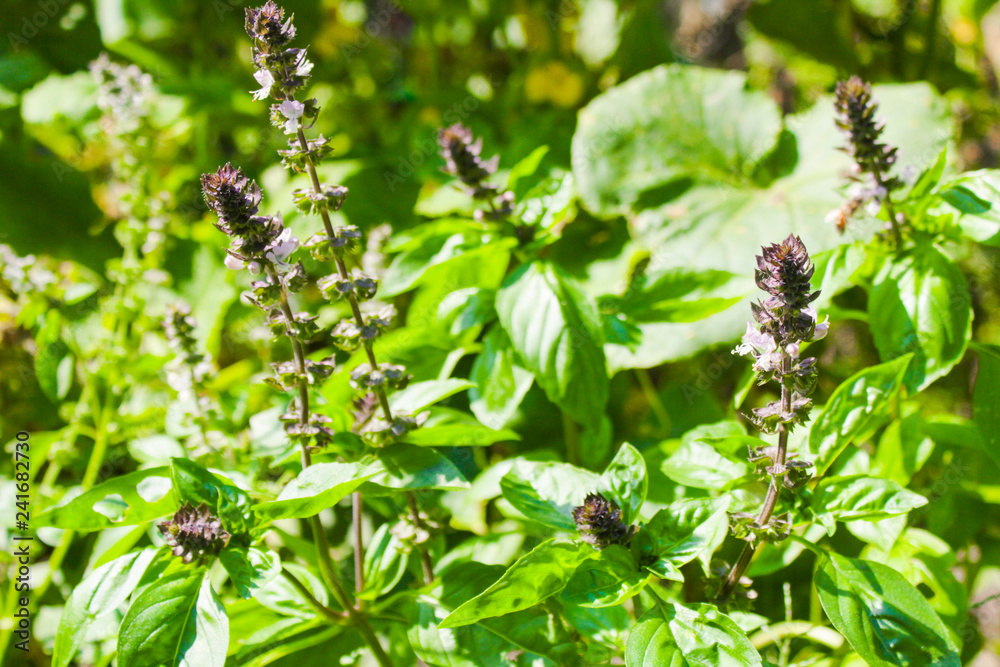 natural, organic basil natural, organic basil