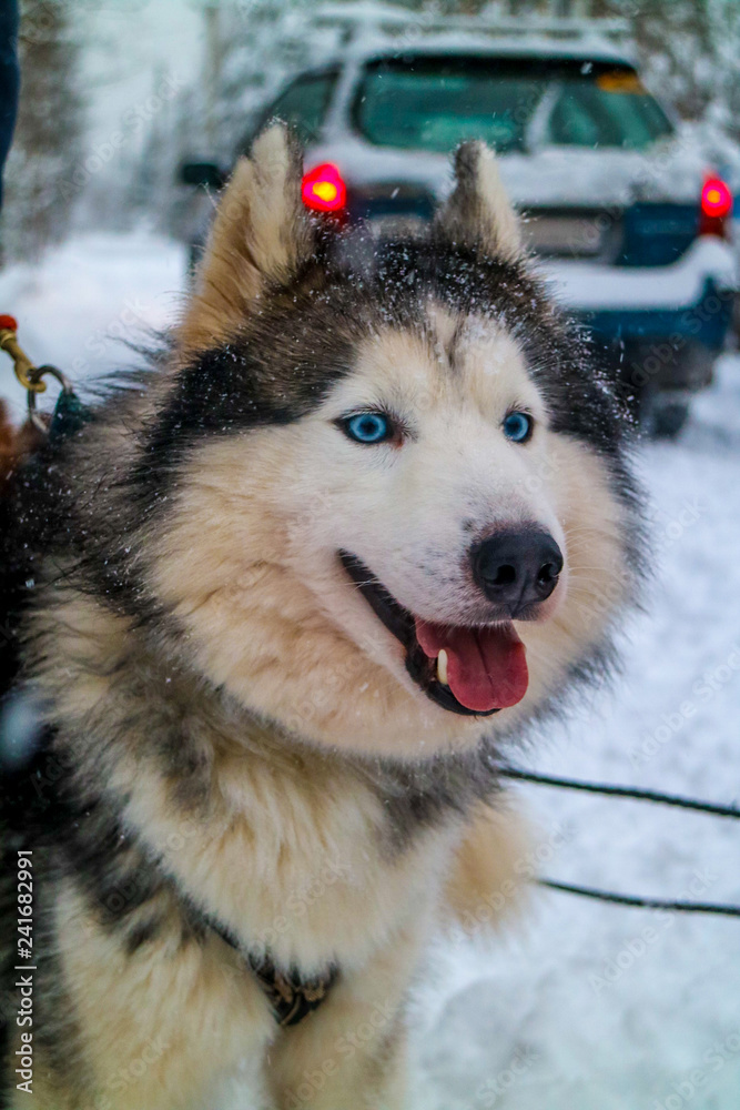 Huskies giving a ride for a family on a snowy day