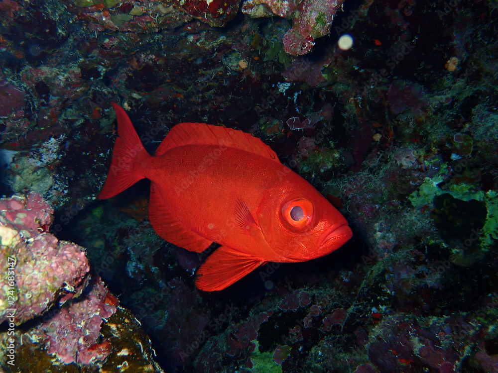 Underwater world in deep water in coral reef and plants flowers flora in blue world marine wildlife, travel nature beauty exploration in diving trip, dive. Fish, corals and sea creatures Underwater world in deep water in coral reef and plants flowers flora in blue world marine wildlife, travel nature beauty exploration in diving trip, dive. Fish, corals and sea creatures