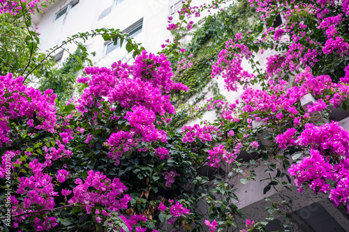 The facade of the building is covered with flowering trees.