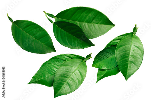 Citrus leaves isolated on white, paths