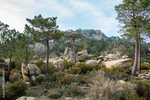 pine tree in the mountains