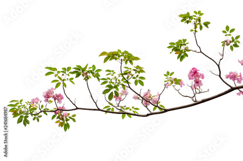 Pink flower and tree branch isolated on white background