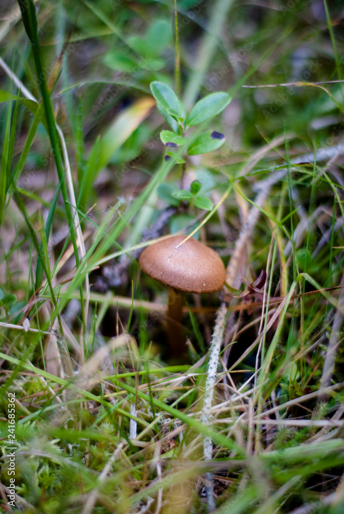 Мushrooms in grass Мushrooms in grass