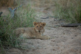 Young lion cub resting on the sand