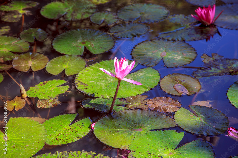 Beautiful Lotus flower in pond and Lotus plant, Pink lotus flower. In water garden, Beautiful Lotus flower in pond and Lotus plant, Pink lotus flower. In water garden,