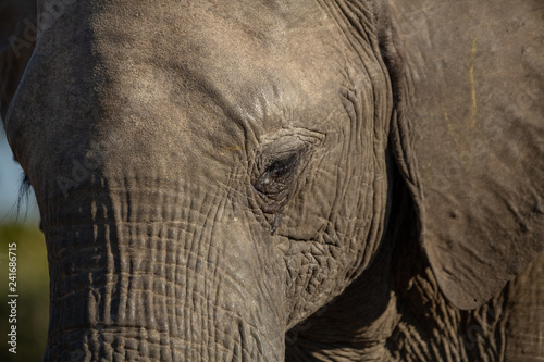 The eye and eyelashes of an elephant.