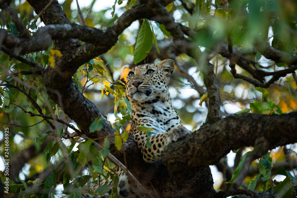 Fototapeta premium Beautiful young female leopard in a tree with green leaves