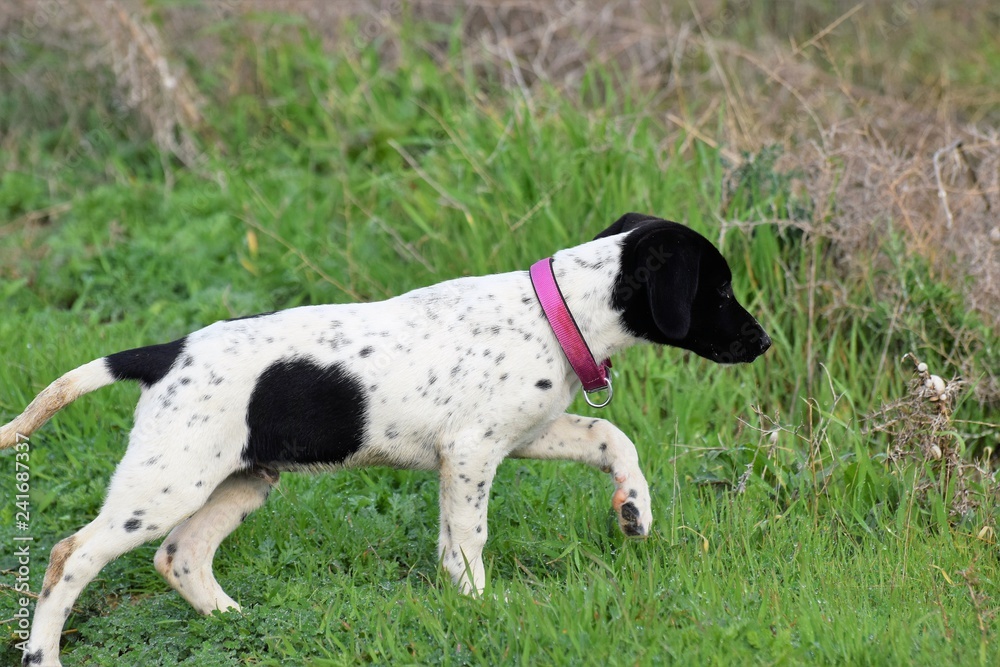 little pointing dog