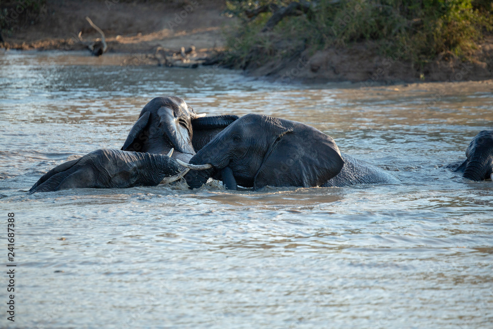 Fototapeta premium Elephant swimming in a waterhole