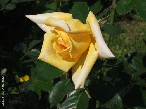 Żółta róża z lekko zawiniętymi płatkami o błyszczących w słońcu liściach, główka odkręcona w lewą stronę