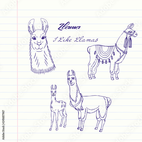 Llamas  animals set. Hand drawn sketches. Vector Illustration