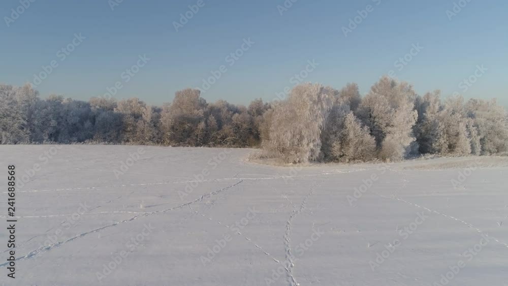 aerial view winter landscape trees covered with snow in countryside. field and trees in winter aerial view winter landscape trees covered with snow in countryside. field and trees in winter