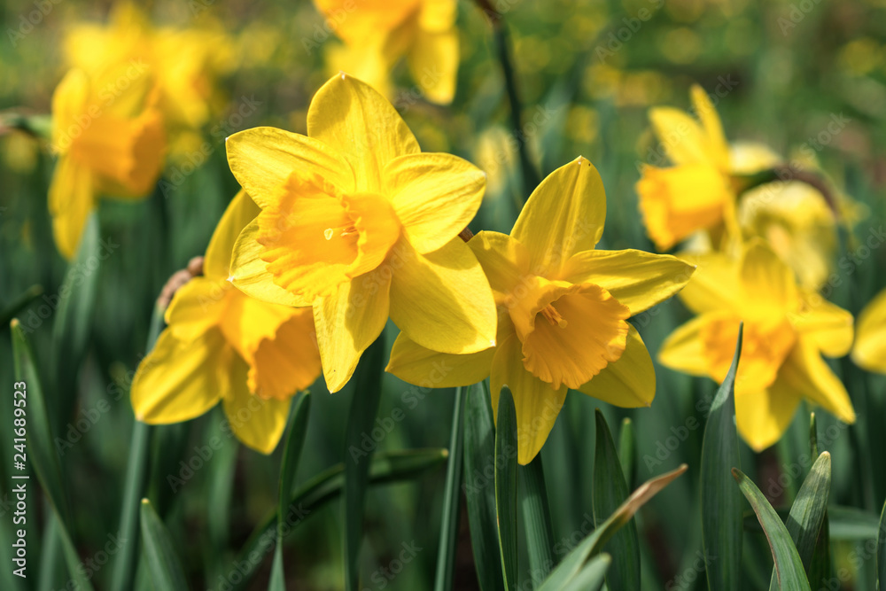 Fototapeta premium Yellow daffodils bloom in spring in the garden