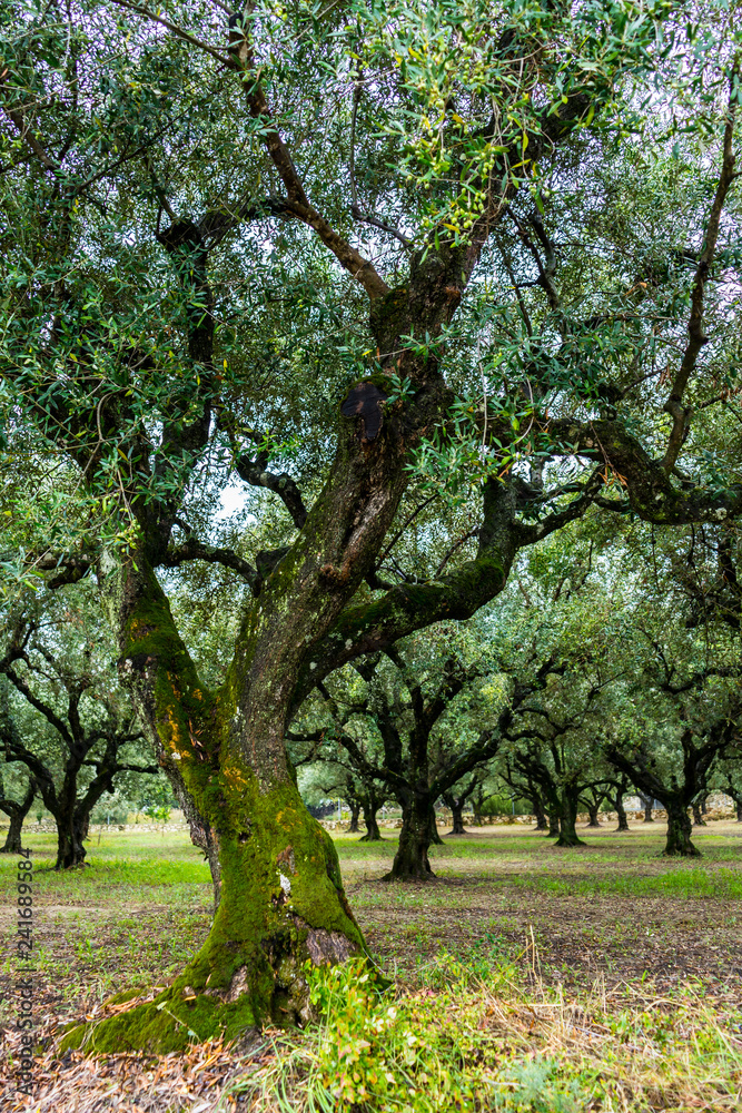 Greece, Zakynthos, Magical olive tree forest covered by gree moss