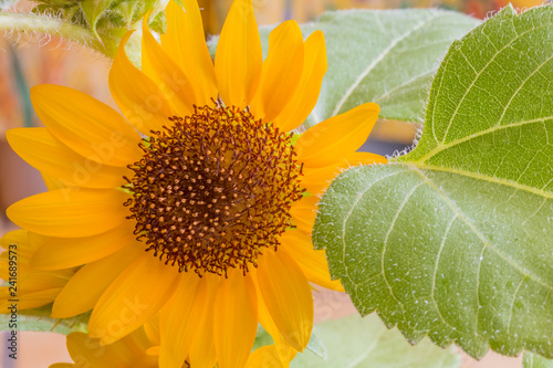 Fototapeta Naklejka Na Ścianę i Meble -  fleur de tournesol