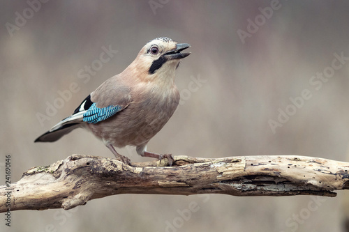 Eurasian jay, Garrulus glandarius, sits on a dry branch. Side view