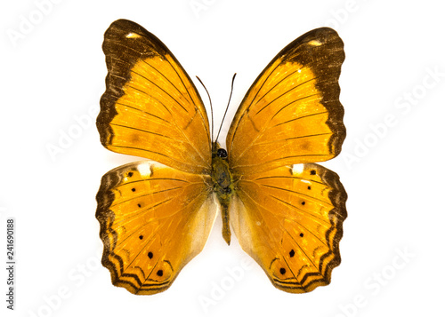 Image of Common Yeoman Butterfly (Cirrochroa tyche) on white background. Insect. Animal © yod67