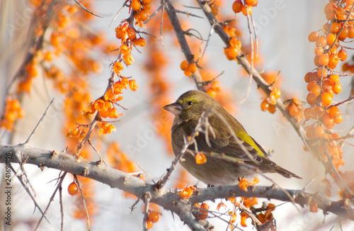 Greenfinch on the branch of Sea-buckthorn photo