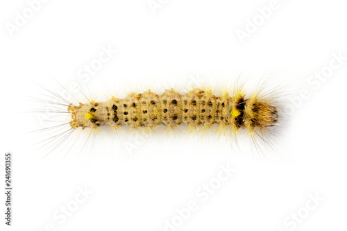 Image of Hairy caterpillar on a white background. Insect. Worm. Animal.