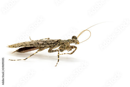 Image of Camouflaged bark mantis (Liturgusa sp.) on white background. Insect. Animal.