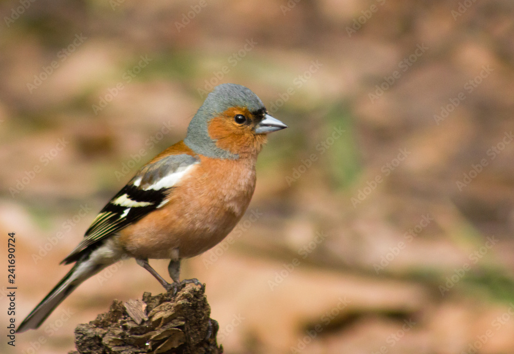 Common Chaffinch on the stump Common Chaffinch on the stump