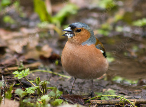 Common chaffinch on the ground 