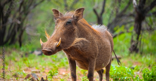 Close up of a wild African Warthog photo