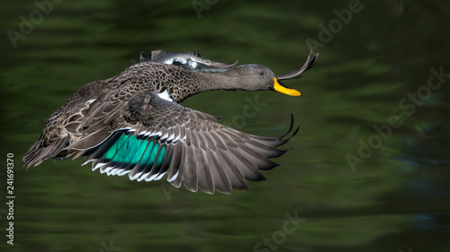 Fotografi Yellow Billed Duck