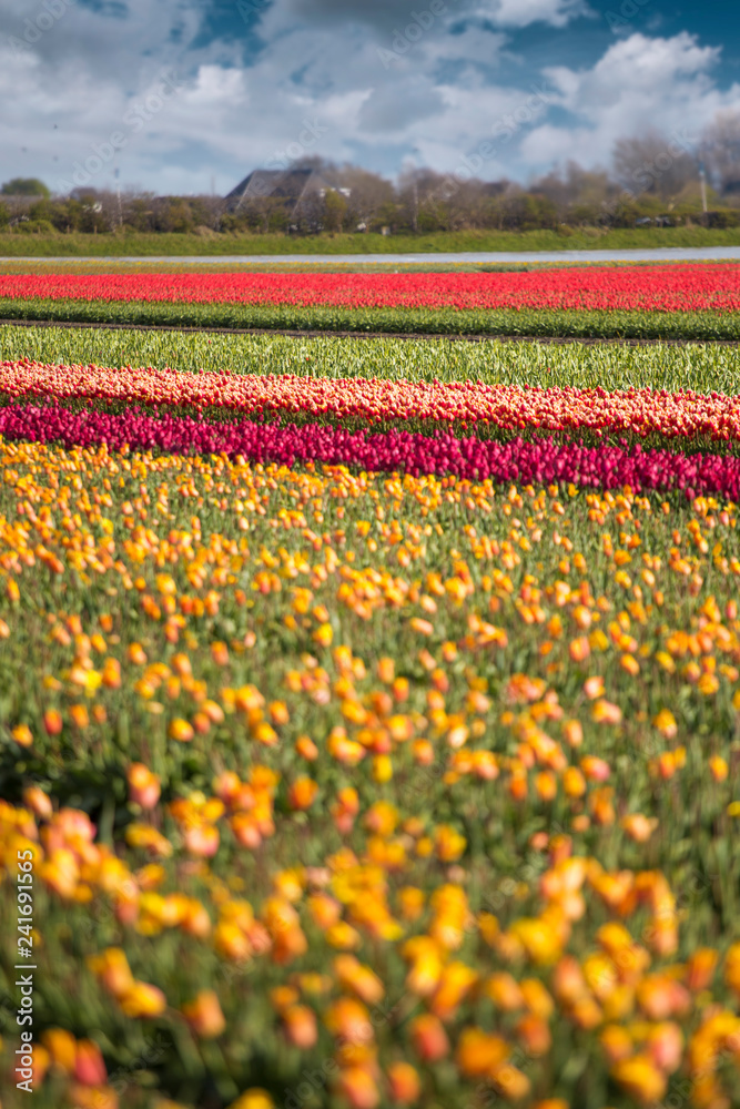 pink, red and orange tulip field in North Holland
