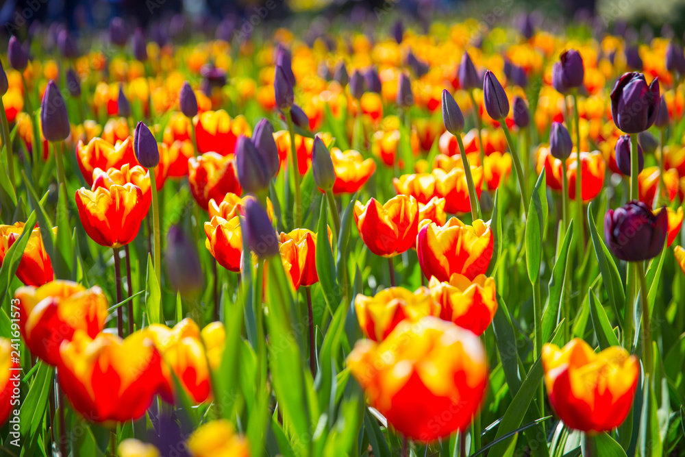 pink, red and orange tulip field in North Holland pink, red and orange tulip field in North Holland