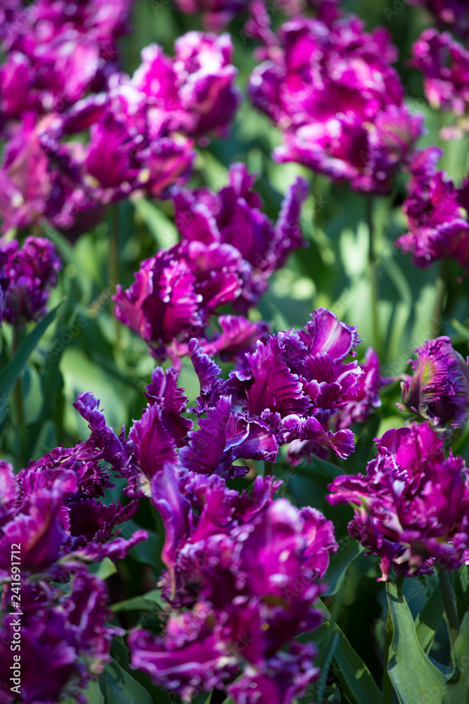 purple tulip fields are growing every year purple tulip fields are growing every year