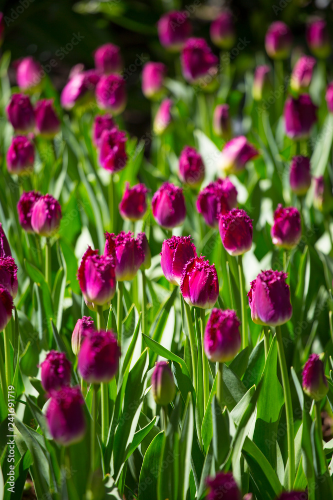 purple tulip fields are growing every year