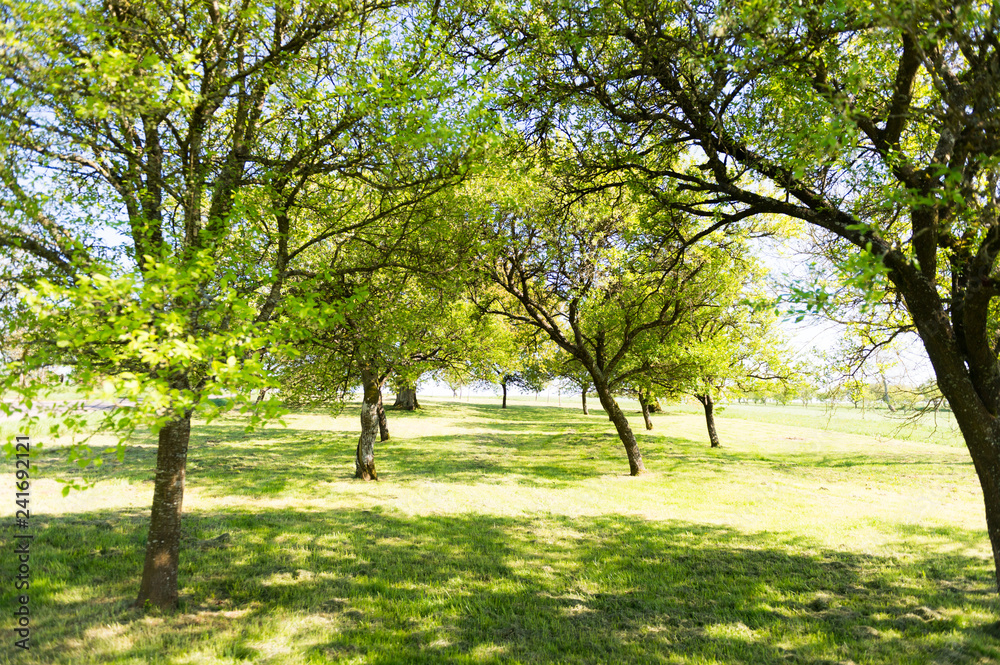 Un verger au printemps sous le soleil Un verger au printemps sous le soleil