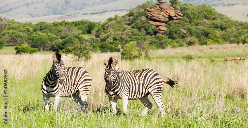 Naklejka premium Two African Zebras on the savannah