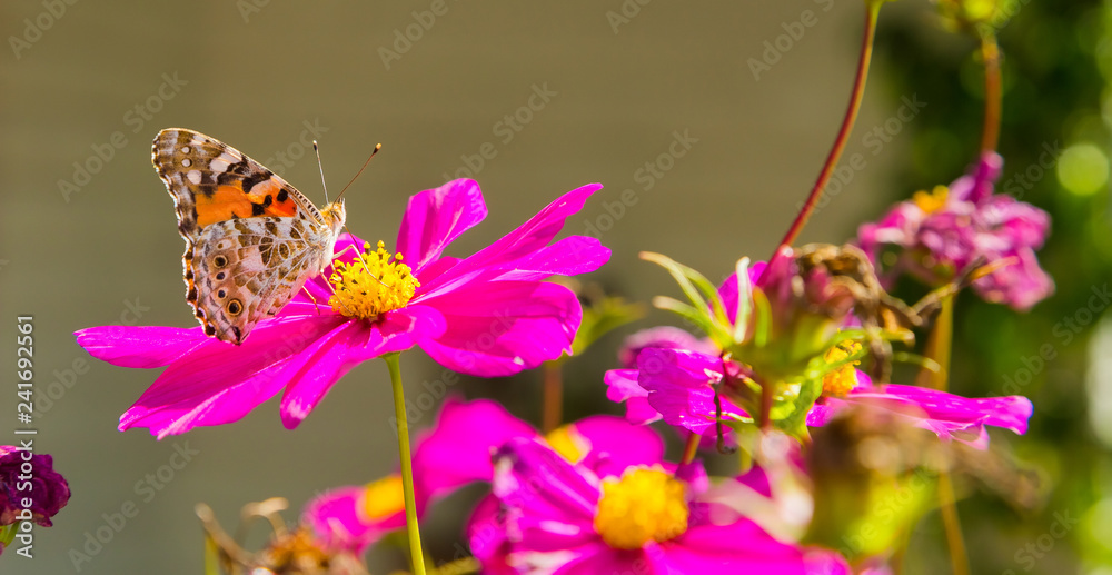 Naklejka premium Close up of a orange butterfly on a pink flower in Spring