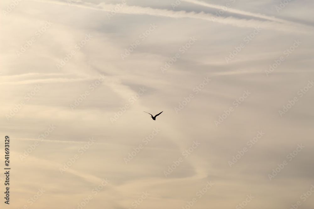Obraz premium Bird at sunset 