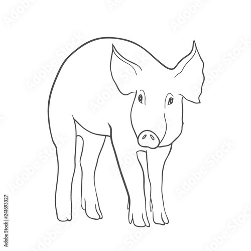 Sketch of pig,