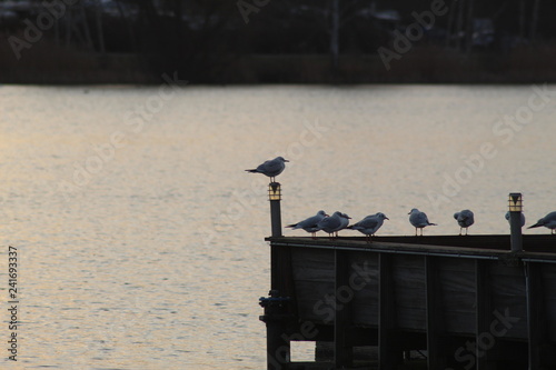 Bird at sunset 