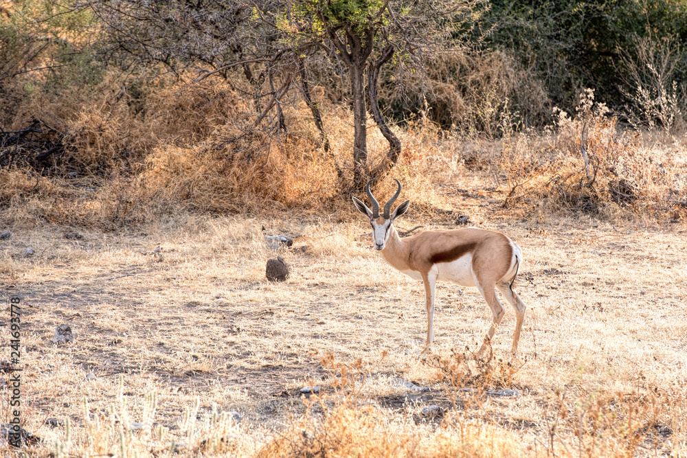 Naklejka premium springbok in Namibia