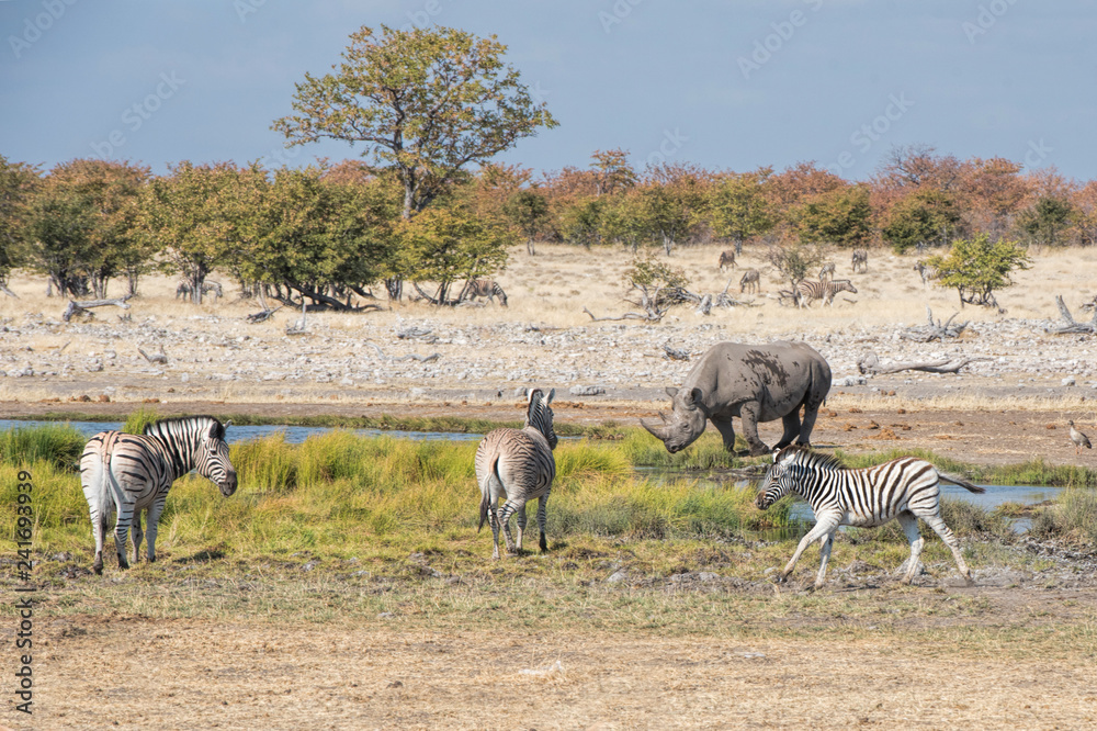 Naklejka premium czarny nosorożec i zebry w Namibii